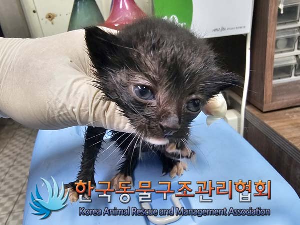 종료(자연사) 한국…